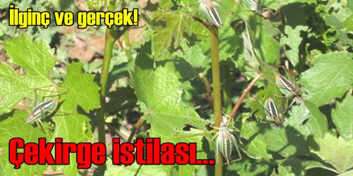 Çekirge İstilası